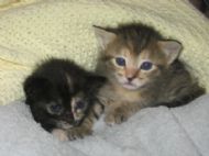 More Kitties